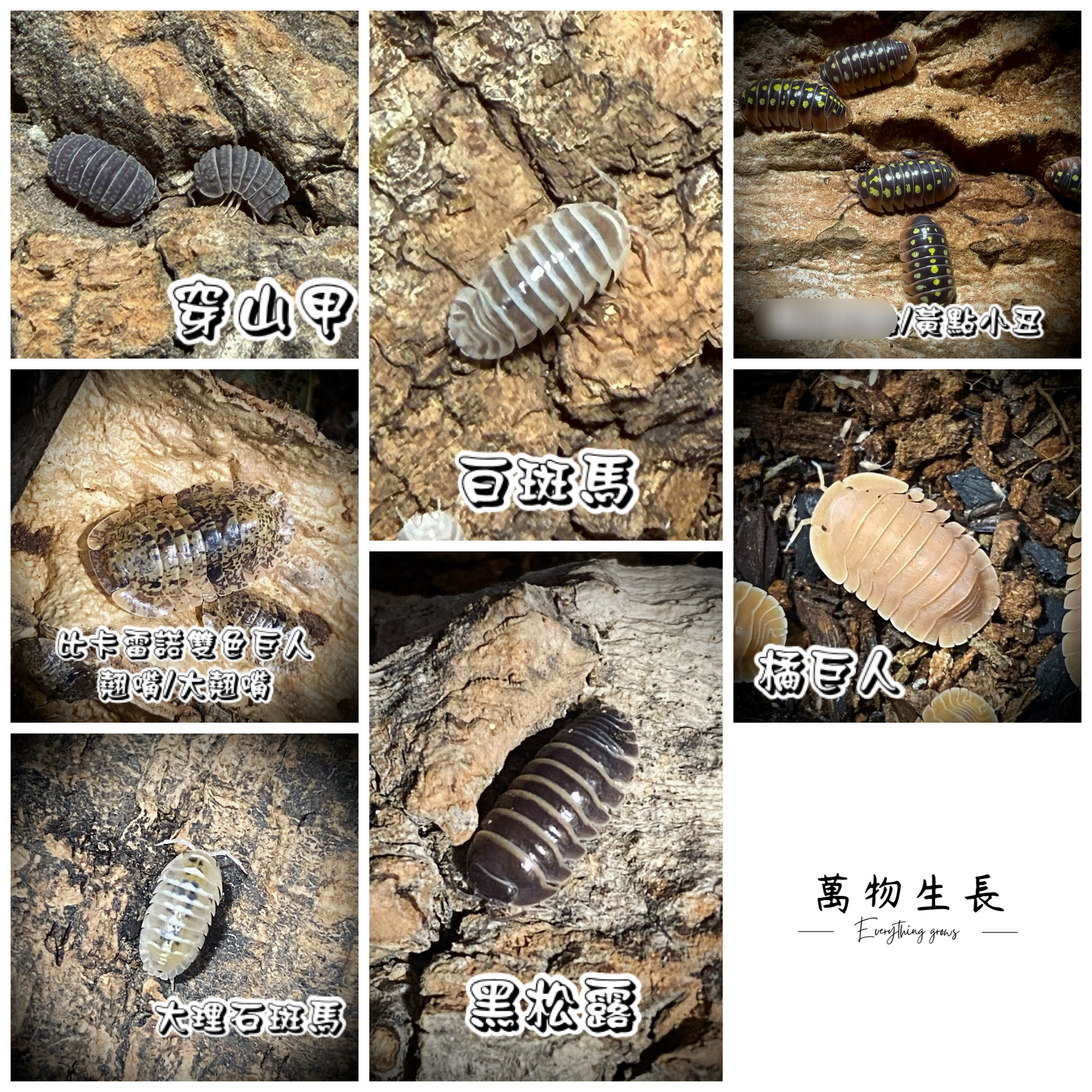 萬物生長 — 穿山甲・百斑馬・黃點小丑・比卡雷諾雙色巨人・橘巨人・大理石斑馬・黑松露